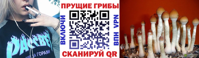 Псилоцибиновые грибы GOLDEN TEACHER  цены наркотик  Новозыбков 