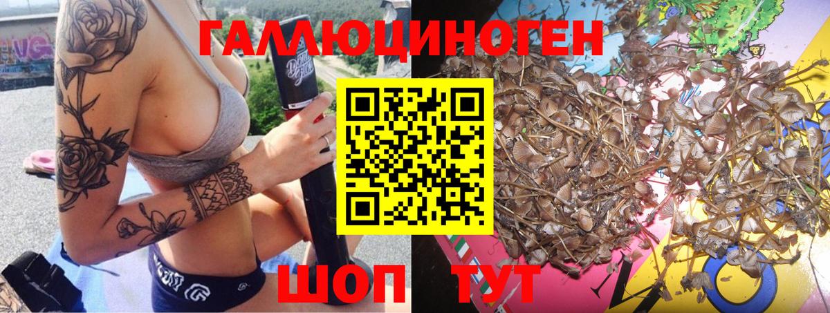 Новозыбков  Псилоцибиновые грибы Psilocybe  Вход с VPN 